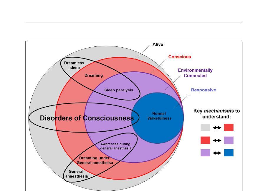 Mechanisms of recovery — imaging figure