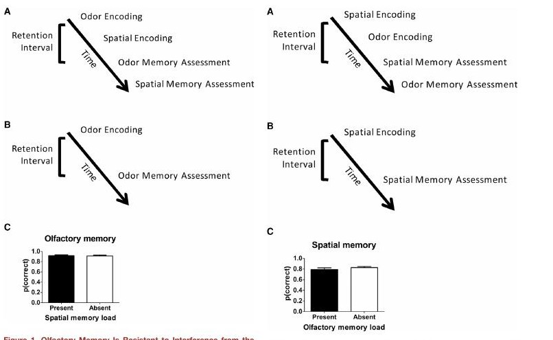 Dual-task designs and memory performance